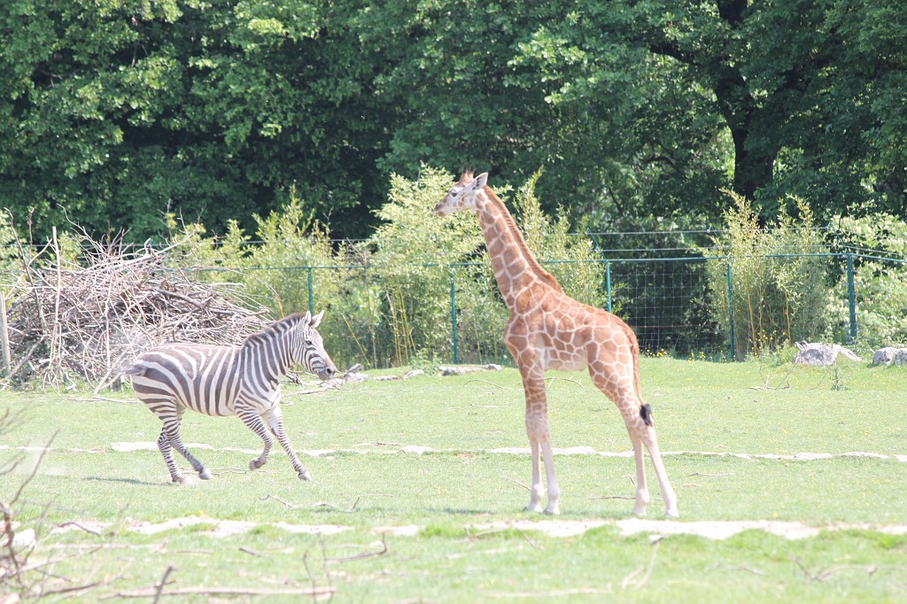 IMG_1385.JPG - Young Giraffe  http://en.wikipedia.org/wiki/Giraffe  and Zebra  http://en.wikipedia.org/wiki/Zebra 