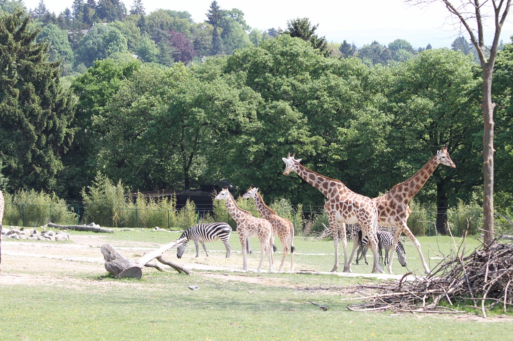 IMG_1388.JPG - Giraffes and Zebras in the Opel-Zoo  http://de.wikipedia.org/wiki/Opel-Zoo 