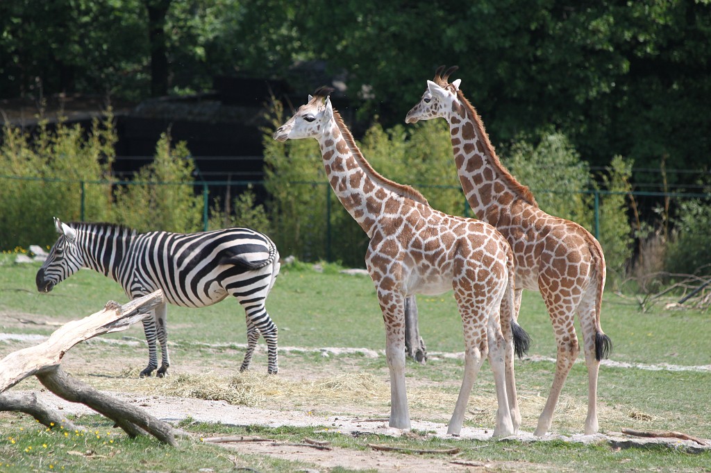 IMG_1391.JPG - Young Giraffes  http://en.wikipedia.org/wiki/Giraffe  and Zebra in the Opel-Zoo