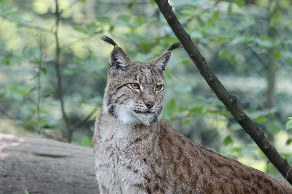 IMG_1543.JPG - Lynx  http://en.wikipedia.org/wiki/Eurasian_Lynx  in the Opel-Zoo  http://de.wikipedia.org/wiki/Opel-Zoo 