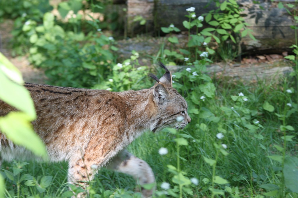 IMG_1556.JPG - Lynx  http://en.wikipedia.org/wiki/Eurasian_Lynx  in the Opel-Zoo  http://de.wikipedia.org/wiki/Opel-Zoo 