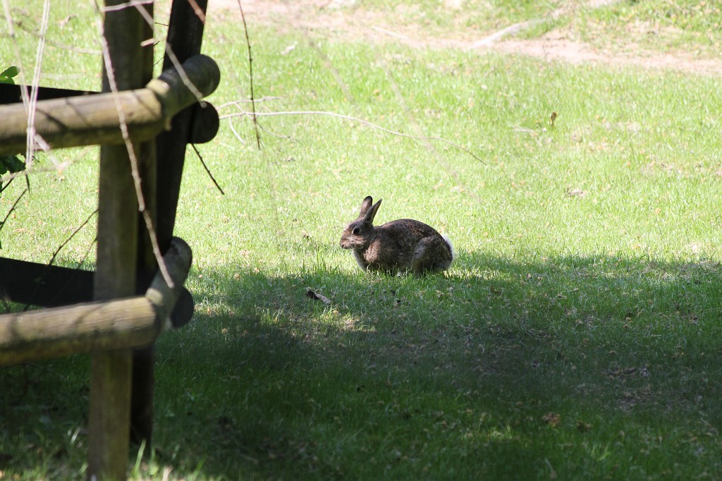 IMG_1562.JPG - Jackrabbit  http://en.wikipedia.org/wiki/Hare  in the Zoo