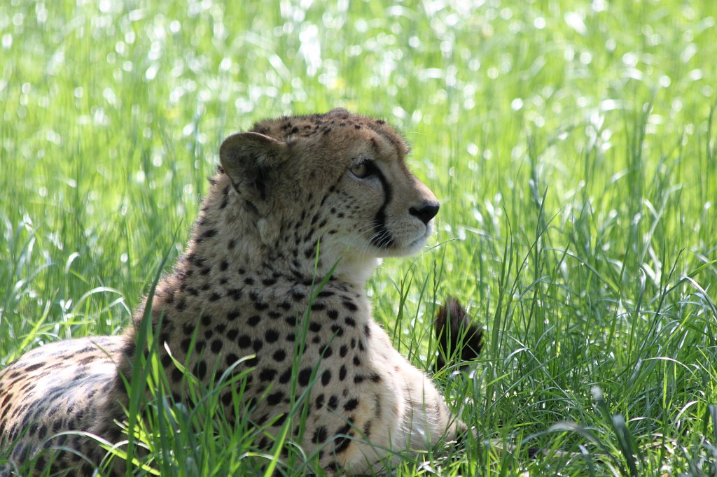 IMG_1611.JPG - Cheetah  http://en.wikipedia.org/wiki/Cheetah 