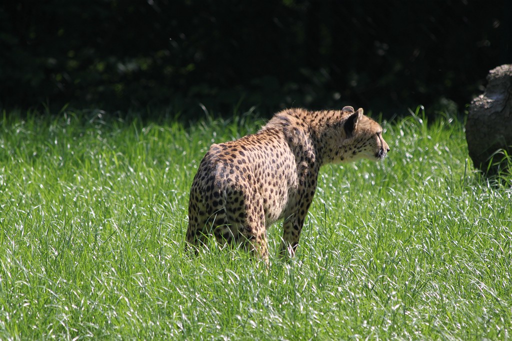 IMG_1618.JPG - Cheetah  http://en.wikipedia.org/wiki/Cheetah 
