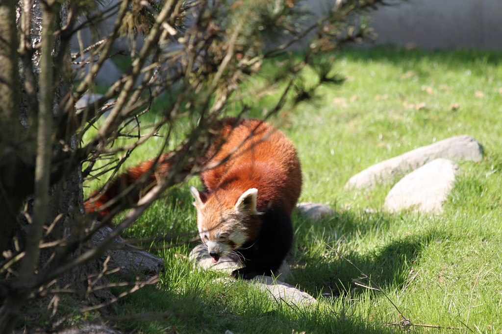 IMG_1626.JPG - Red Panda  http://en.wikipedia.org/wiki/Red_panda , also known as Firefox, in the Opel-Zoo  http://de.wikipedia.org/wiki/Opel-Zoo 