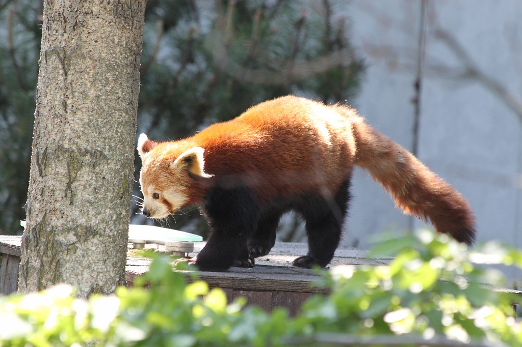 IMG_1633.JPG - Red Panda  http://en.wikipedia.org/wiki/Red_panda , also known as Firefox, in the Opel-Zoo  http://de.wikipedia.org/wiki/Opel-Zoo 