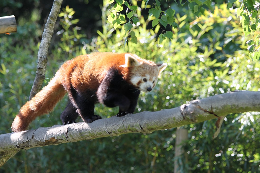 IMG_1639.JPG - Red Panda  http://en.wikipedia.org/wiki/Red_panda , also known as Firefox, in the Opel-Zoo  http://de.wikipedia.org/wiki/Opel-Zoo 