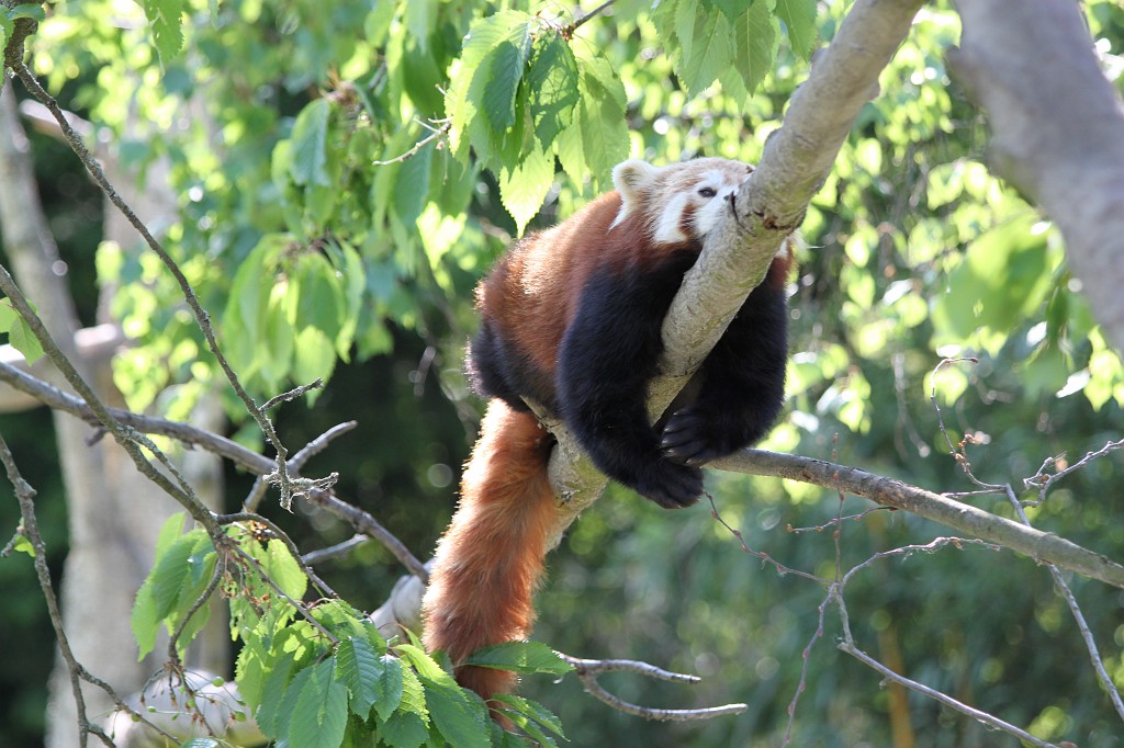 IMG_1644.JPG - Red Panda  http://en.wikipedia.org/wiki/Red_panda , also known as Firefox, in the Opel-Zoo  http://de.wikipedia.org/wiki/Opel-Zoo 