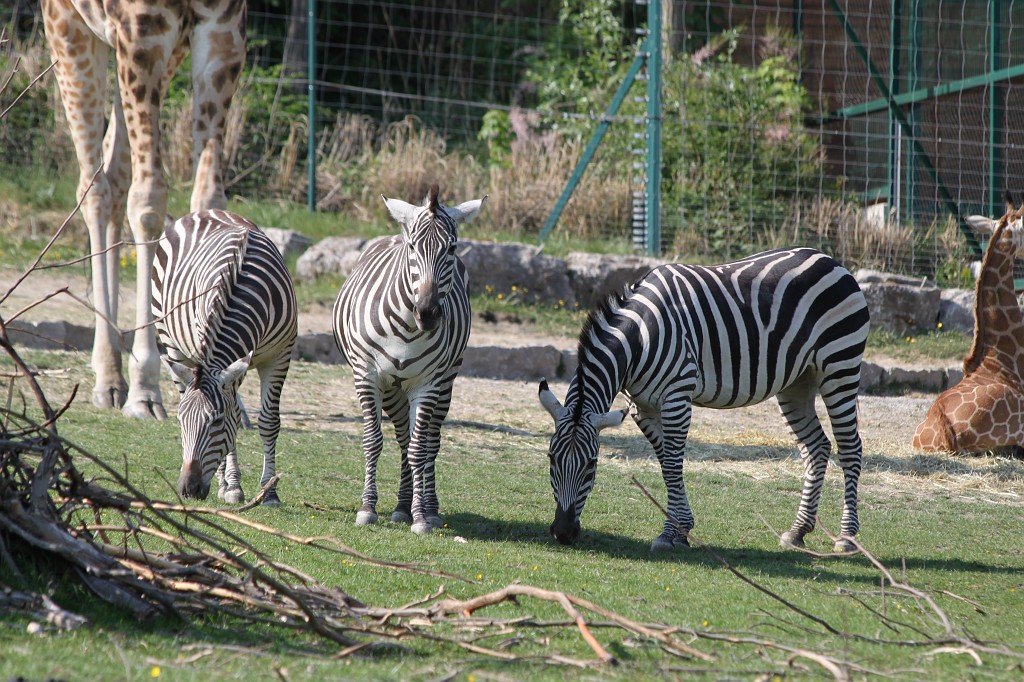 IMG_1683.JPG - Zebras  http://en.wikipedia.org/wiki/Zebra 