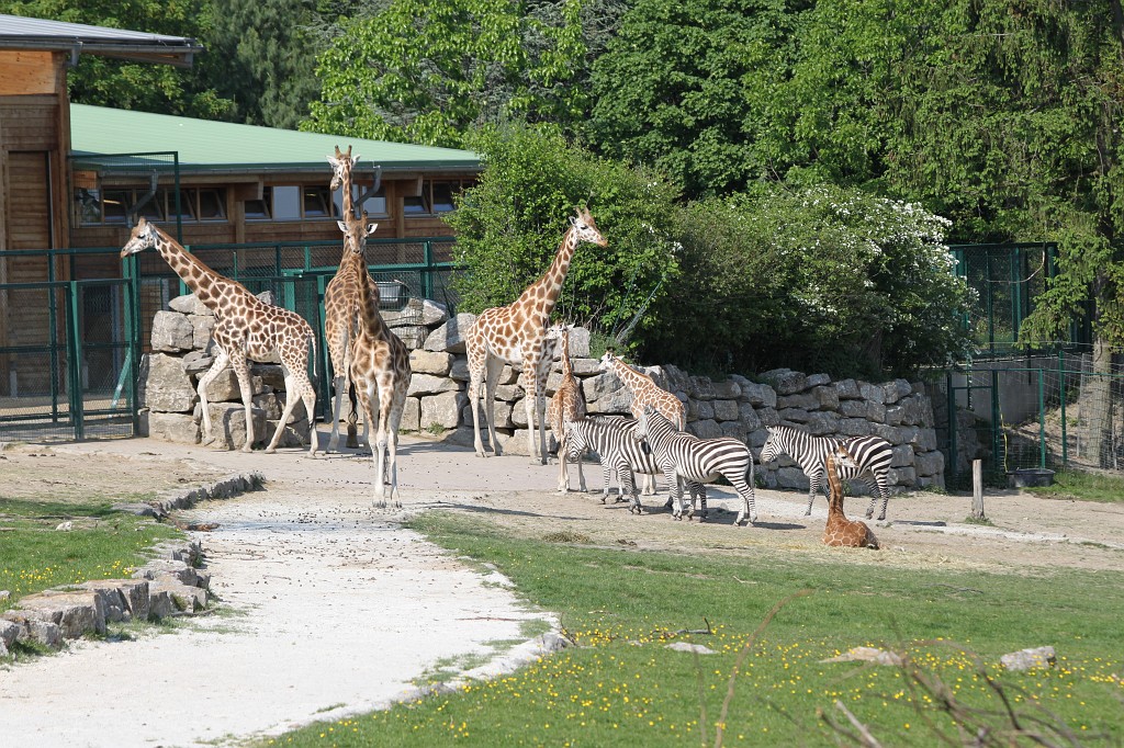 IMG_1698.JPG - Giraffes  http://en.wikipedia.org/wiki/Giraffe  and Zebras  http://en.wikipedia.org/wiki/Zebra  in the Opel-Zoo  http://de.wikipedia.org/wiki/Opel-Zoo 