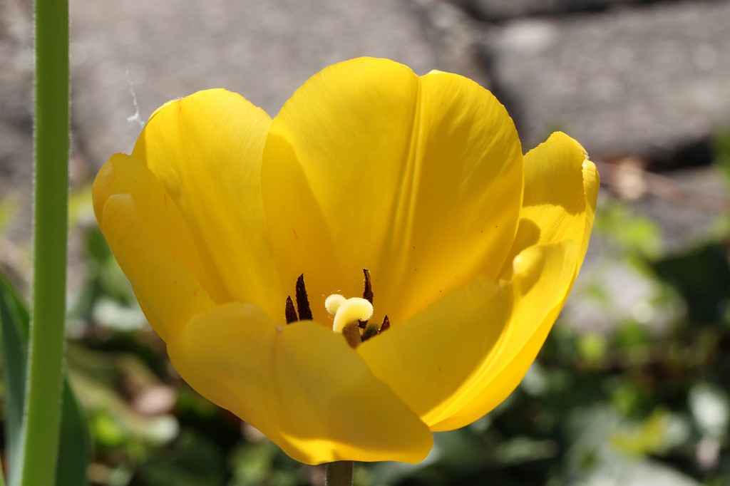 IMG_0989.JPG - Yellow tulip  http://en.wikipedia.org/wiki/Tulip 