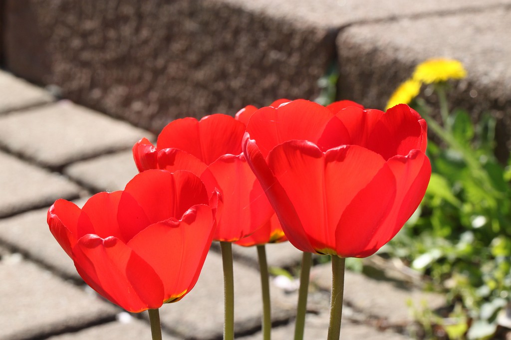 IMG_0990.JPG - Red tulips  http://en.wikipedia.org/wiki/Tulip 