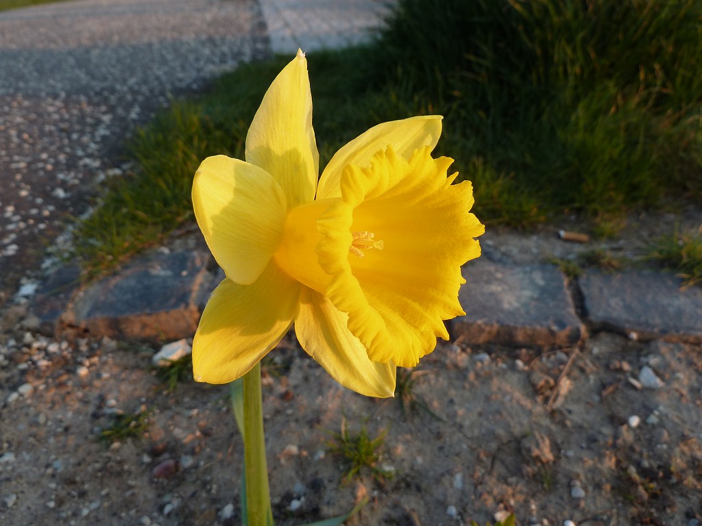 P1020971.JPG - Wild Daffodil  http://en.wikipedia.org/wiki/Narcissus_pseudonarcissus 