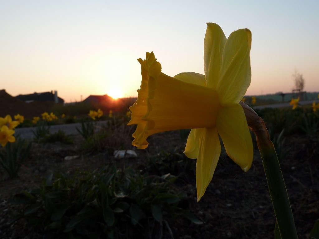 P1030008.JPG - Wild Daffodil  http://en.wikipedia.org/wiki/Narcissus_pseudonarcissus 