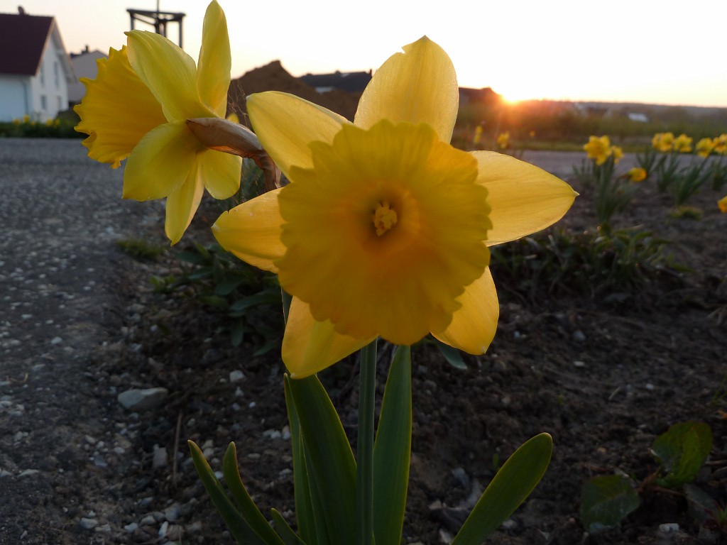 P1030010.JPG - Wild Daffodil  http://en.wikipedia.org/wiki/Narcissus_pseudonarcissus 