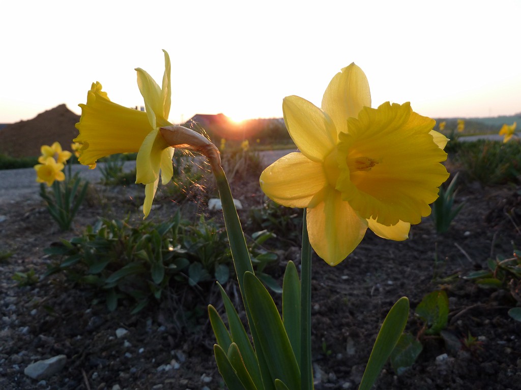 P1030011.JPG - Wild Daffodil  http://en.wikipedia.org/wiki/Narcissus_pseudonarcissus 