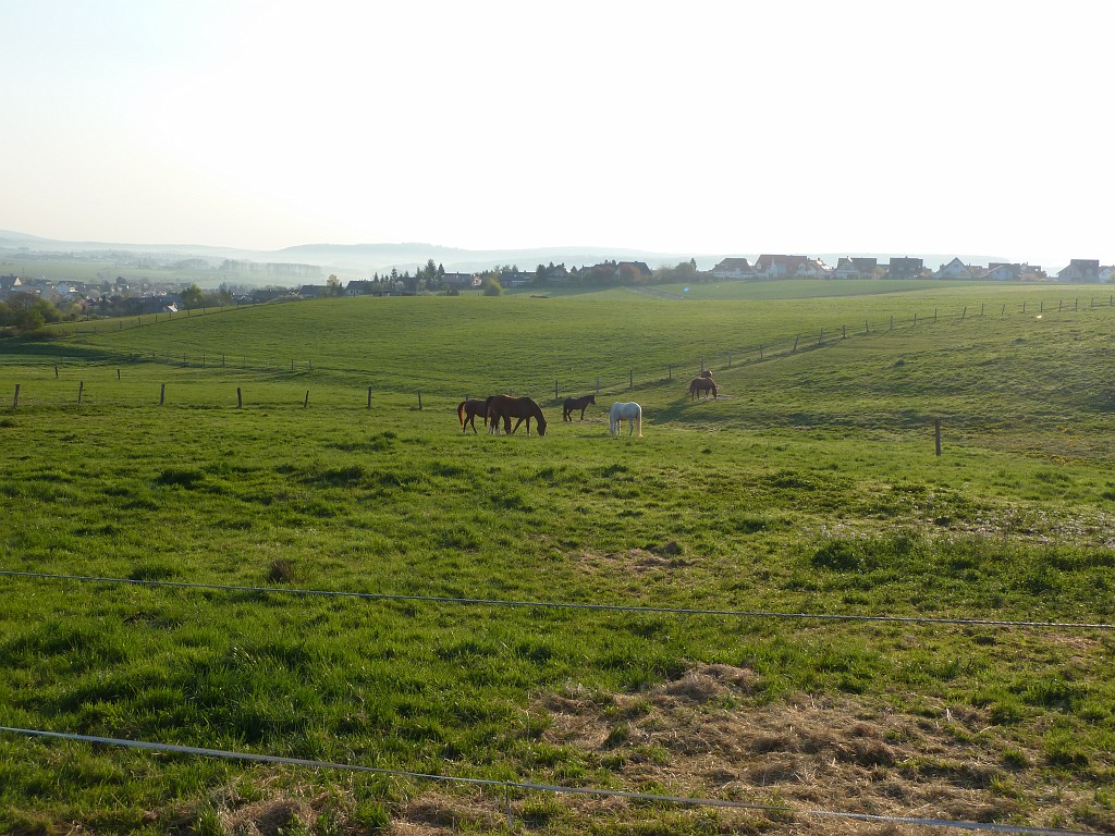 P1030061.JPG - Horses in the morning