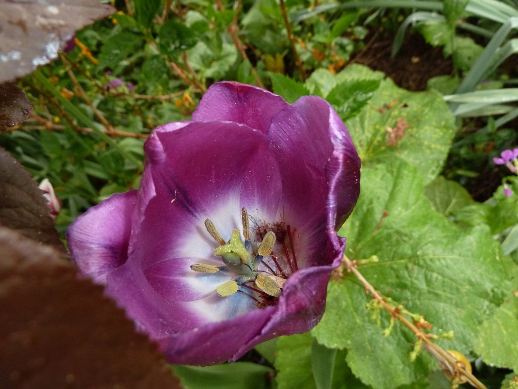 P1030100.JPG - Lilac tulip