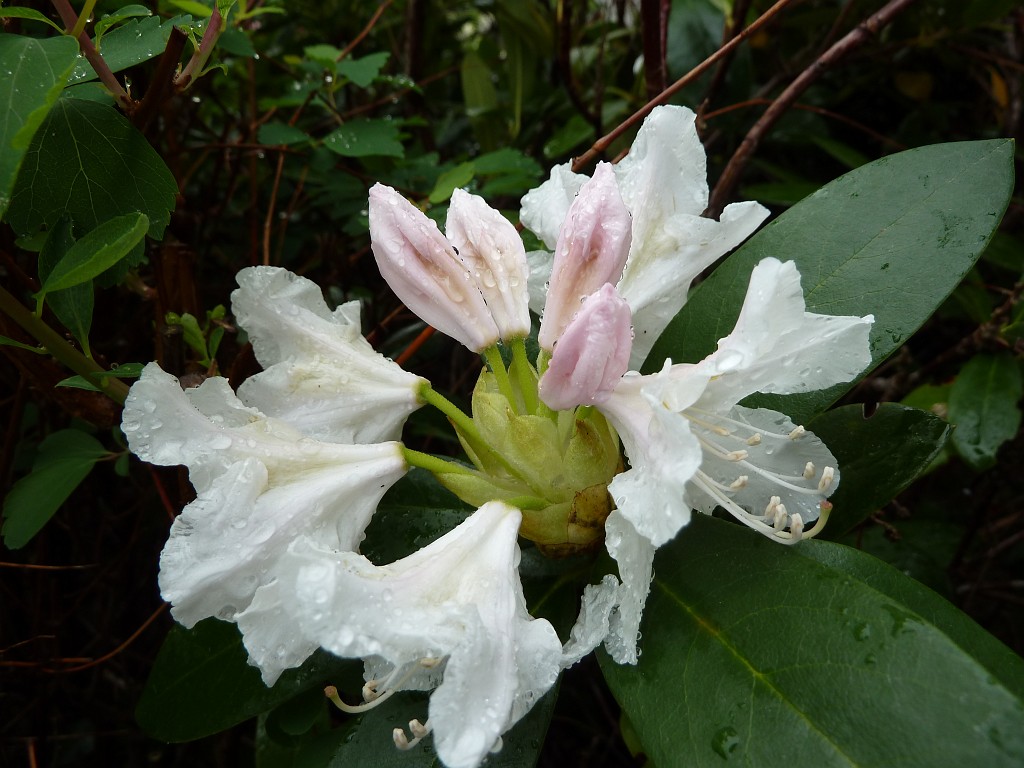 P1030102.JPG - Raindrops on blossom