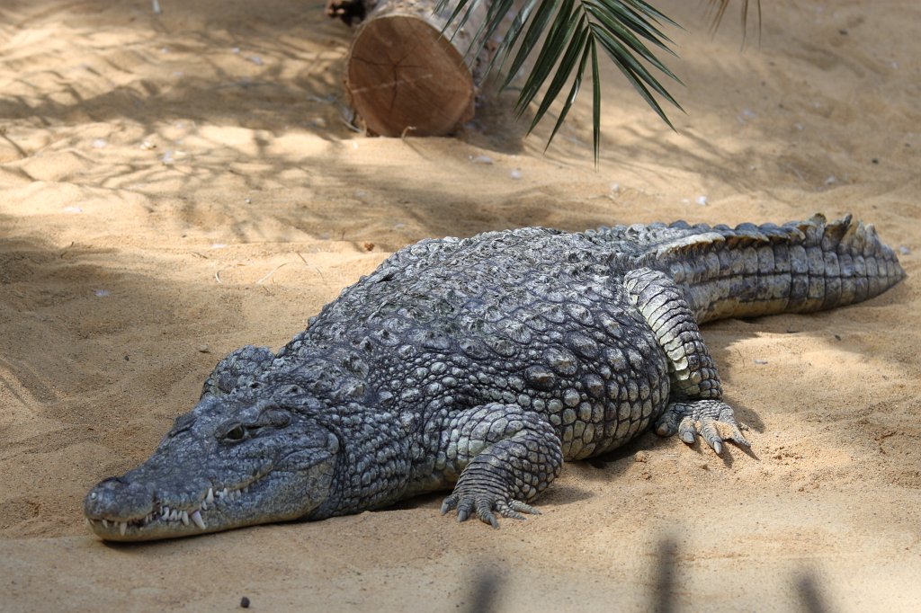 IMG_2058.JPG - Crocodile  http://en.wikipedia.org/wiki/Crocodile 