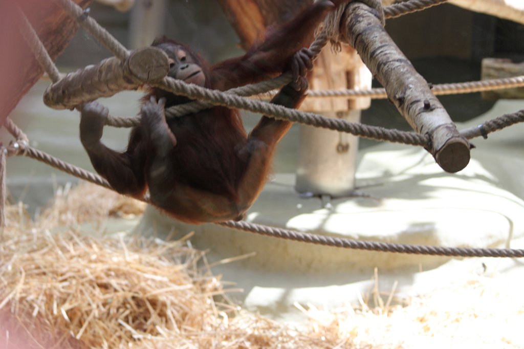IMG_2242.JPG - Orangutan  http://en.wikipedia.org/wiki/Orangutan 