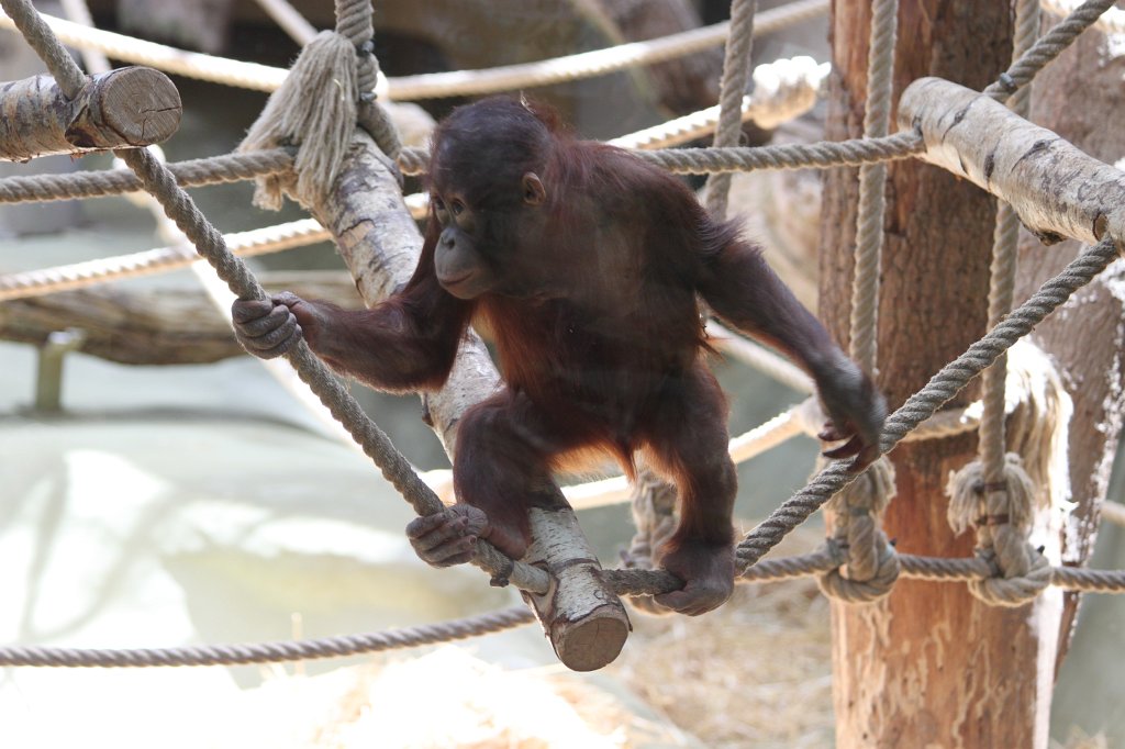 IMG_2246.JPG - Orangutan  http://en.wikipedia.org/wiki/Orangutan 