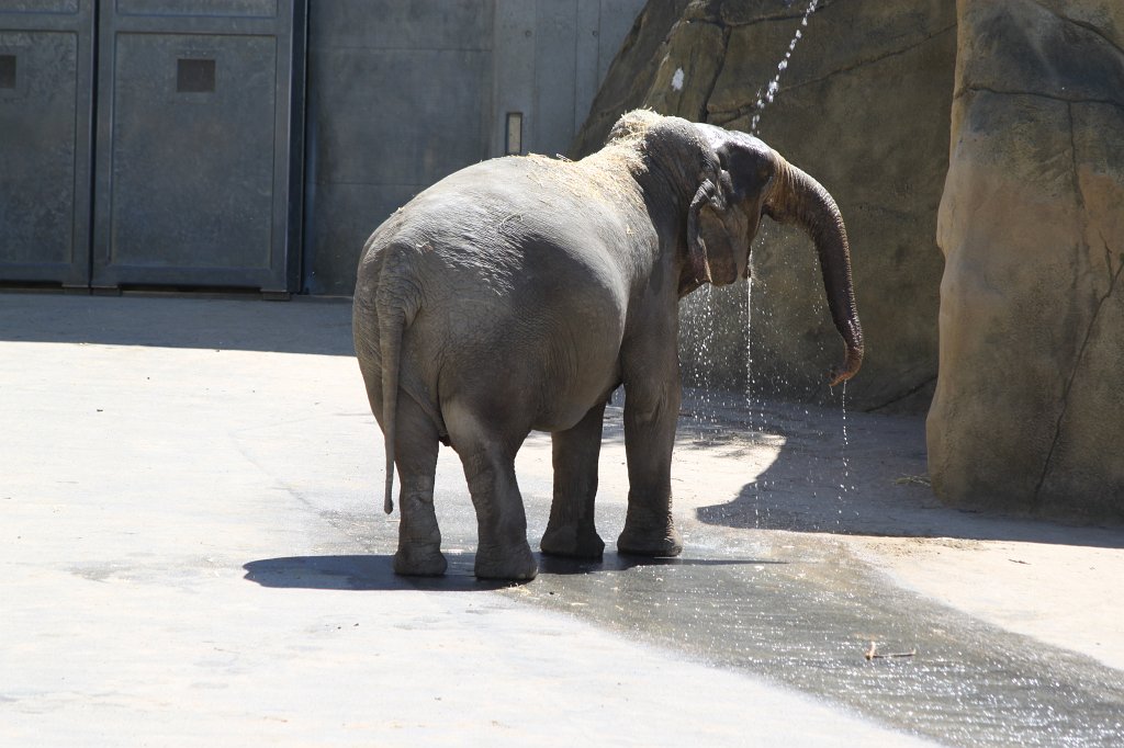 IMG_2262.JPG - Elephant taking a shower  http://en.wikipedia.org/wiki/Elephant 