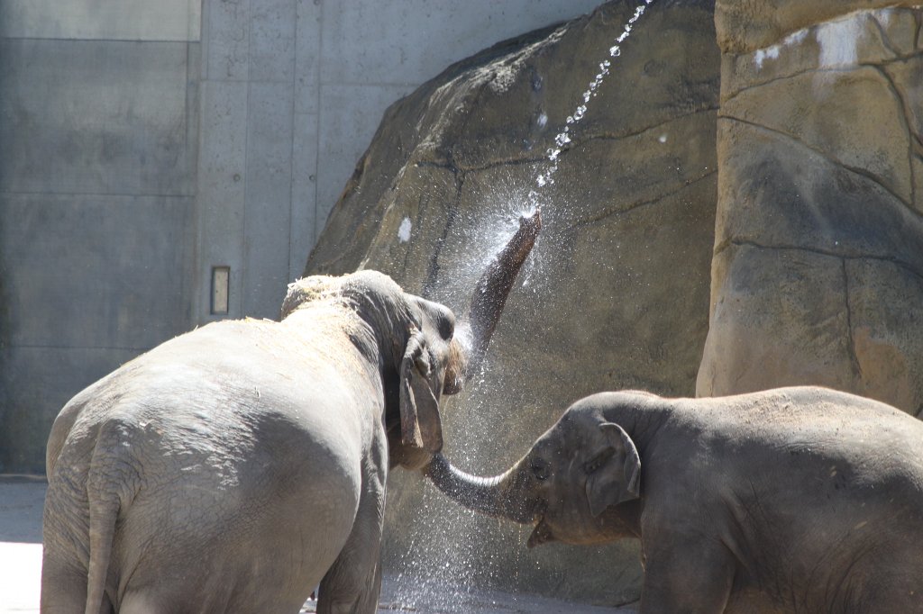 IMG_2269.JPG - Elephants taking a shower  http://en.wikipedia.org/wiki/Elephant 