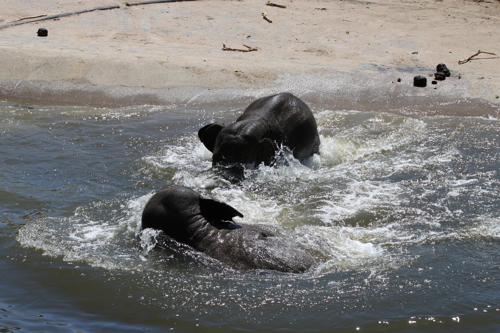 IMG_2313.JPG - Elephants having fun in the water  http://en.wikipedia.org/wiki/Elephant 