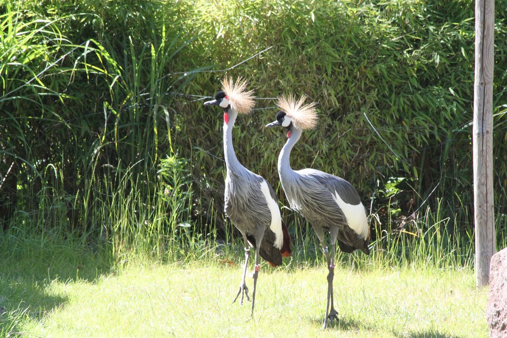 IMG_2455.JPG - Crowned Crane  http://en.wikipedia.org/wiki/Grey_Crowned_Crane 