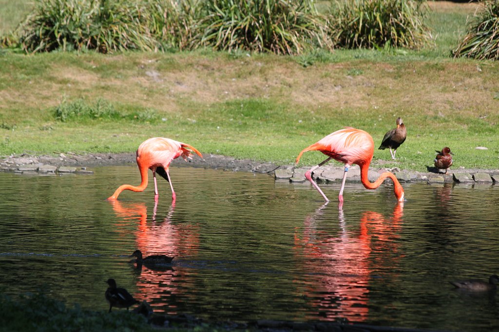 IMG_2497.JPG - Flamingos  http://en.wikipedia.org/wiki/Flamingo 