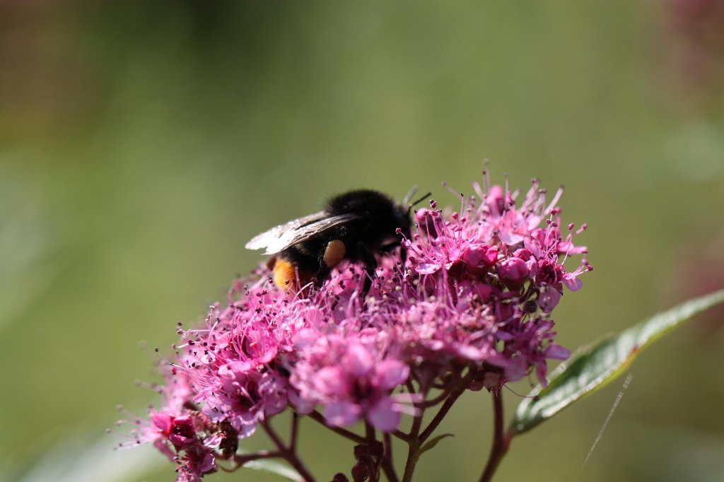 IMG_2547.JPG - Bumble bee  http://en.wikipedia.org/wiki/Bumble_bee 