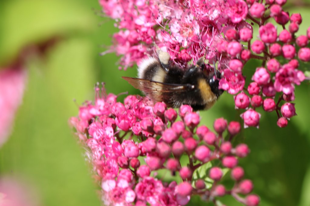 IMG_2556.JPG - Bumble bee  http://en.wikipedia.org/wiki/Bumble_bee 