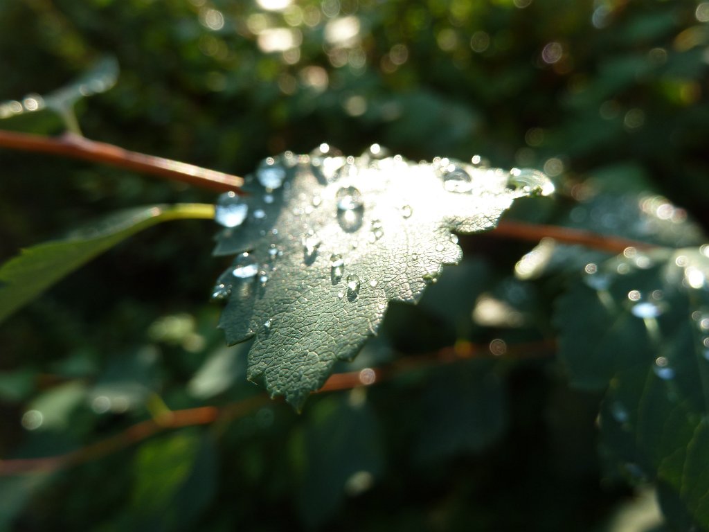 P1030492.JPG - Morning thaw on leaf