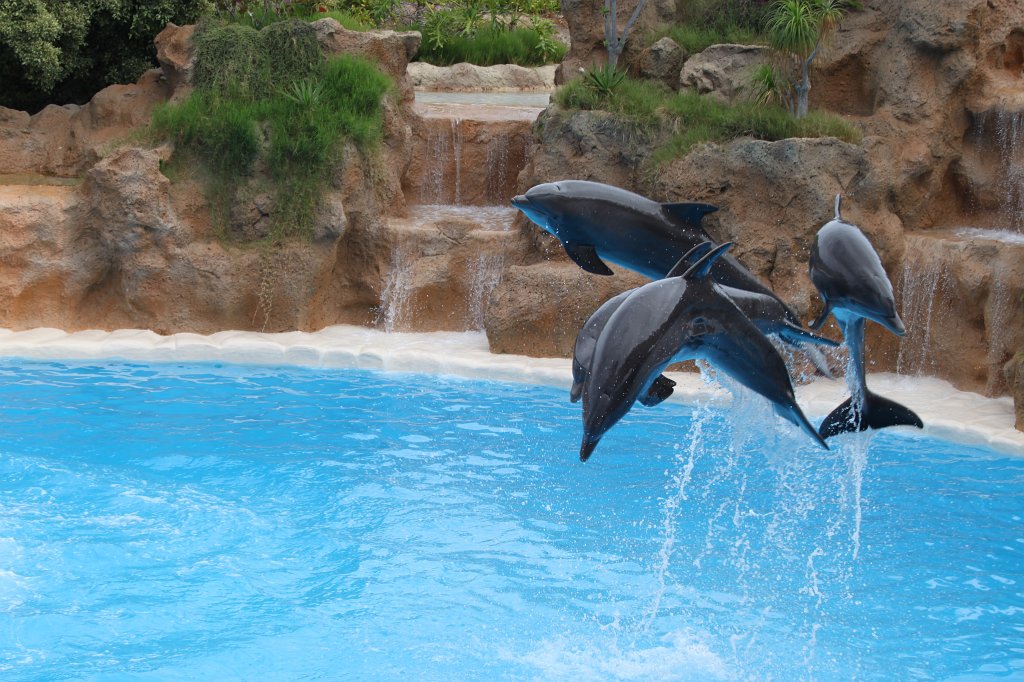 IMG_3762.JPG - Loro Parque  http://en.wikipedia.org/wiki/Loro_Parque  Dolphin show