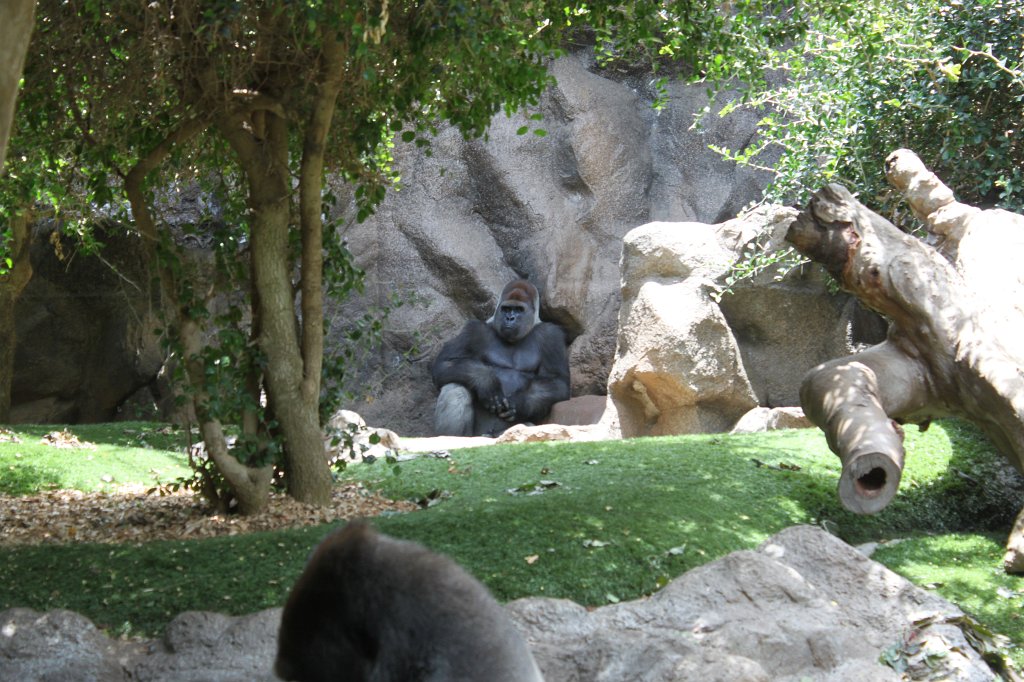 IMG_3945.JPG - Loro Parque  http://en.wikipedia.org/wiki/Loro_Parque  Gorilla  http://en.wikipedia.org/wiki/Gorilla 
