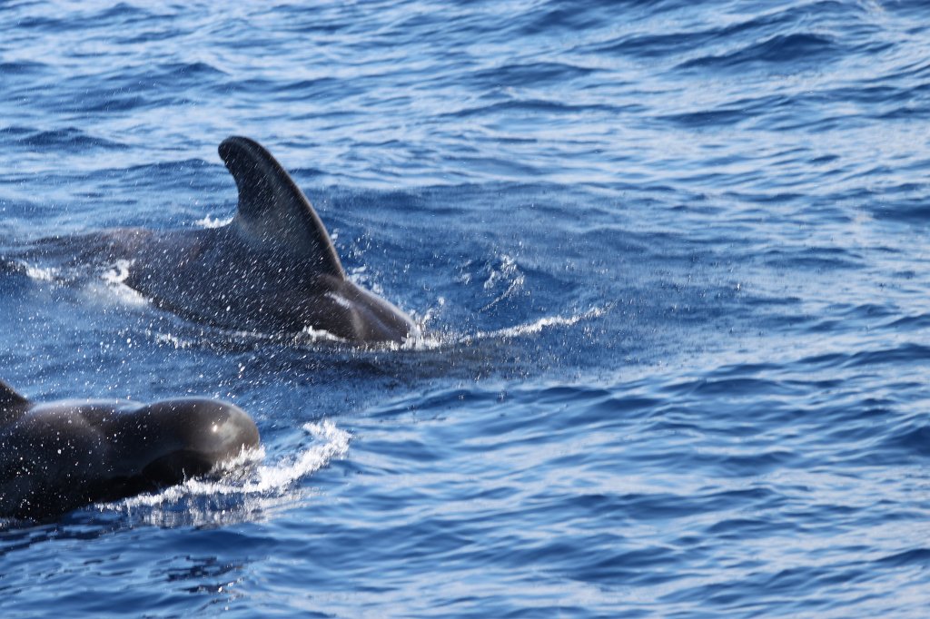 IMG_4195.JPG - Short-finned pilot whale  http://en.wikipedia.org/wiki/Short-finned_pilot_whale 