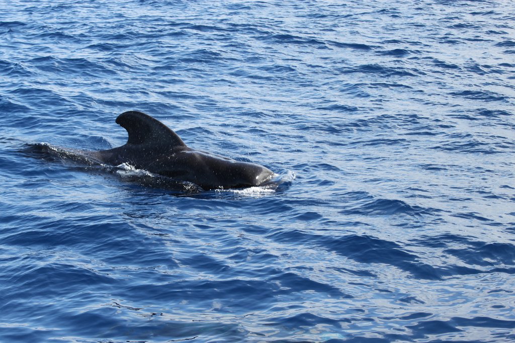 IMG_4199.JPG - Short-finned pilot whale  http://en.wikipedia.org/wiki/Short-finned_pilot_whale 