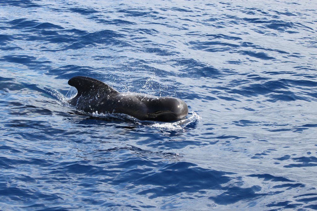 IMG_4201.JPG - Short-finned pilot whale  http://en.wikipedia.org/wiki/Short-finned_pilot_whale 