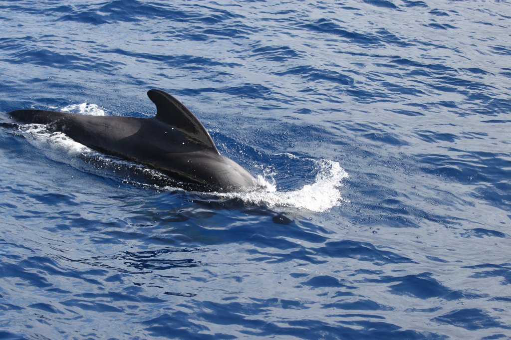 IMG_4202.JPG - Short-finned pilot whale  http://en.wikipedia.org/wiki/Short-finned_pilot_whale 