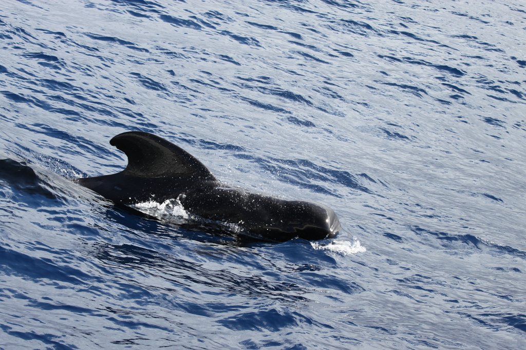 IMG_4209.JPG - Short-finned pilot whale  http://en.wikipedia.org/wiki/Short-finned_pilot_whale 