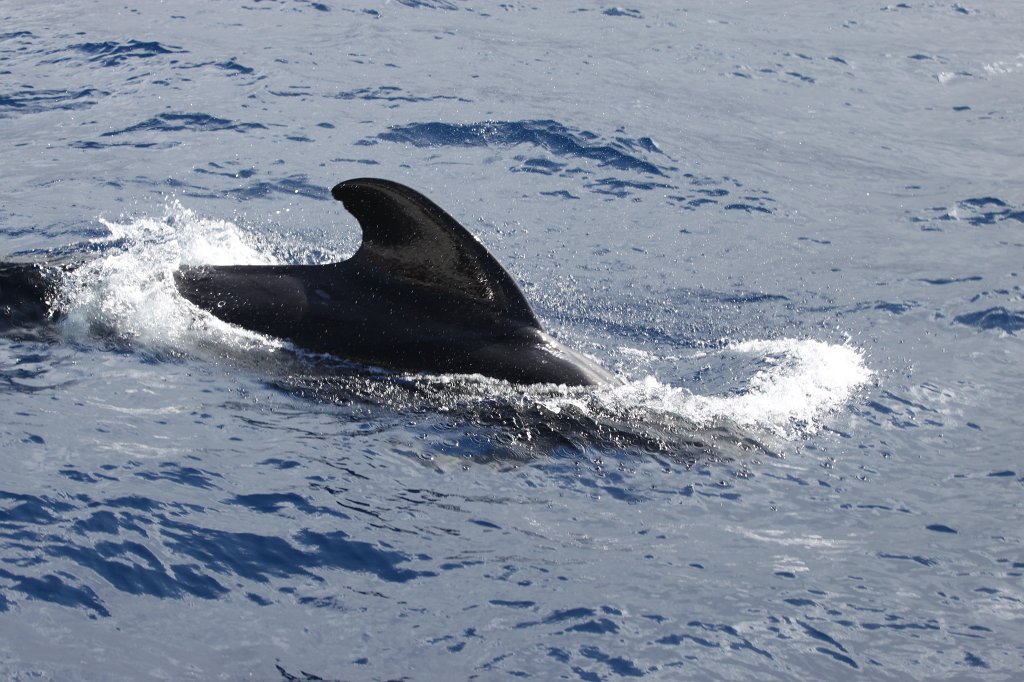 IMG_4216.JPG - Short-finned pilot whale  http://en.wikipedia.org/wiki/Short-finned_pilot_whale 