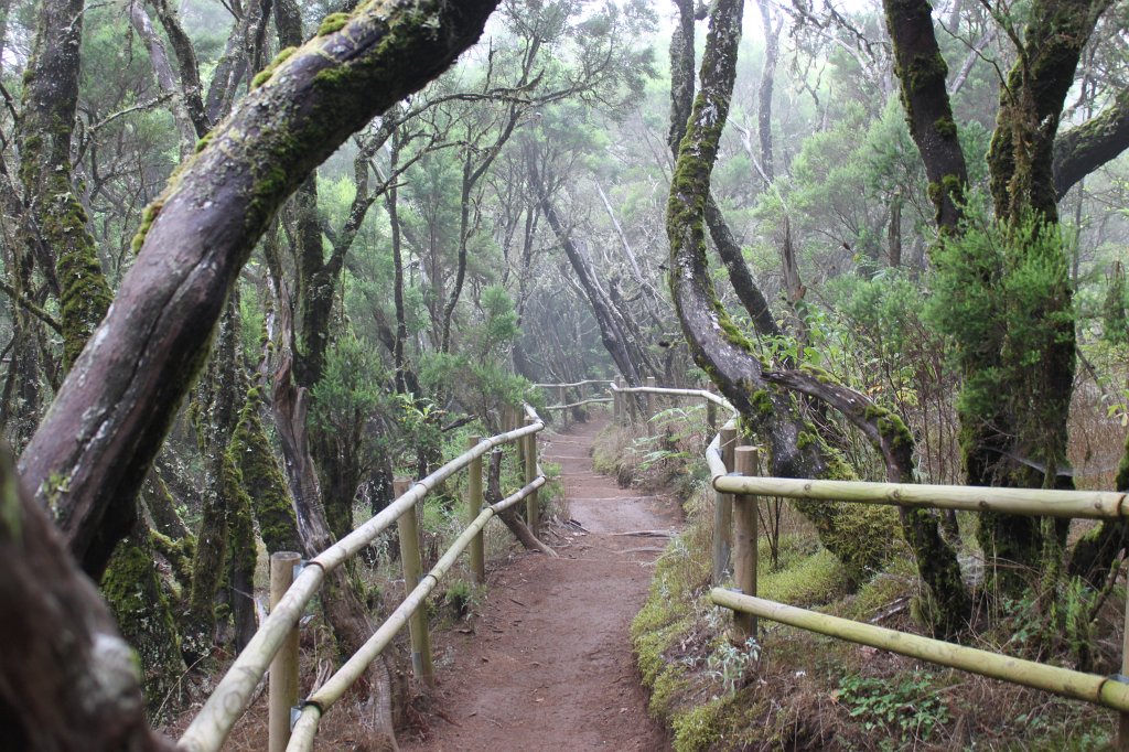 IMG_4505.JPG - Path through the laurel rainforest  http://en.wikipedia.org/wiki/Laurisilva 