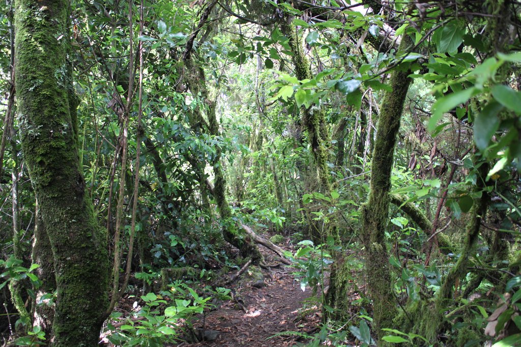 IMG_4683.JPG - Rainforest