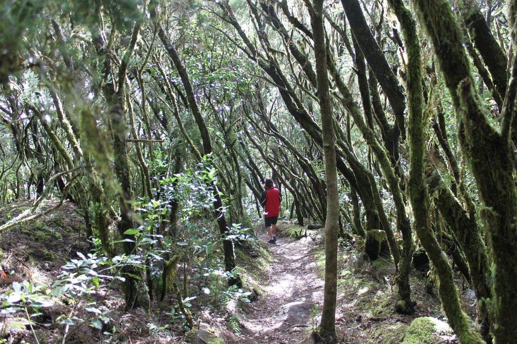 IMG_4709.JPG - Walking through the rainforest