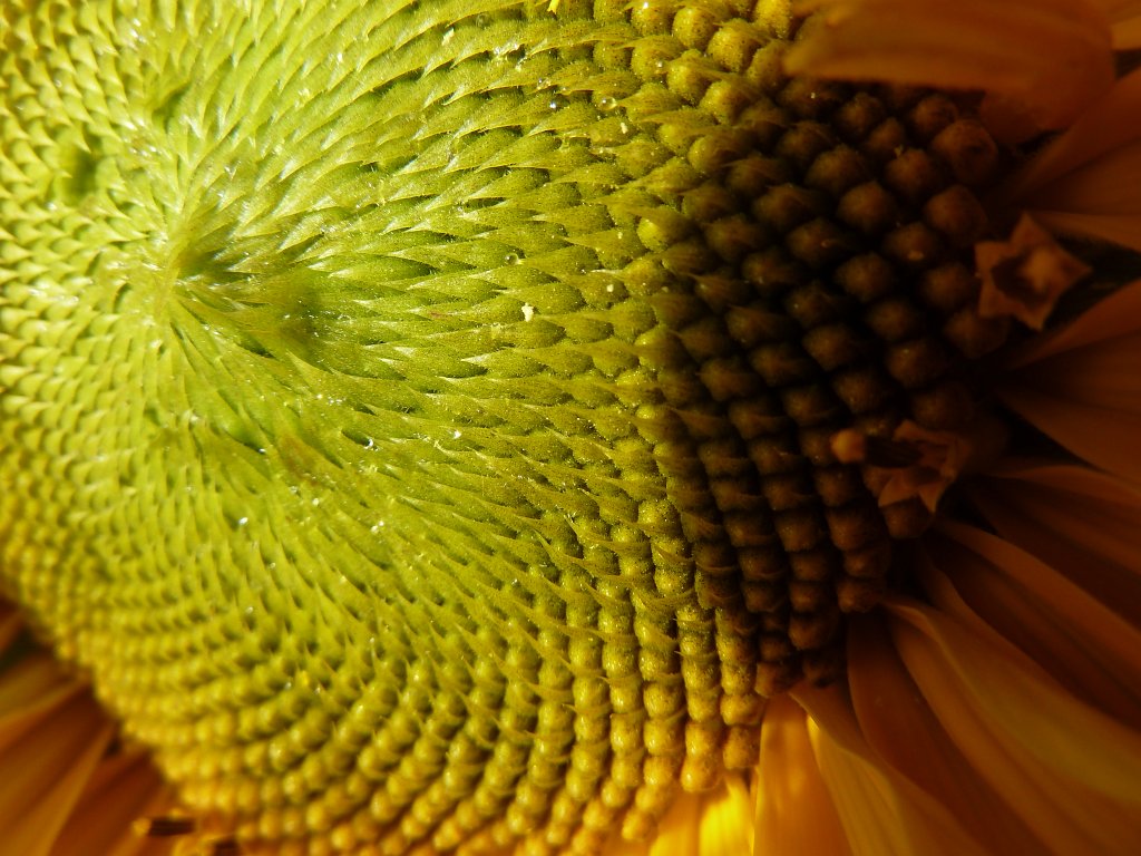 P1040597.JPG - Sunflower  http://en.wikipedia.org/wiki/Sunflower 