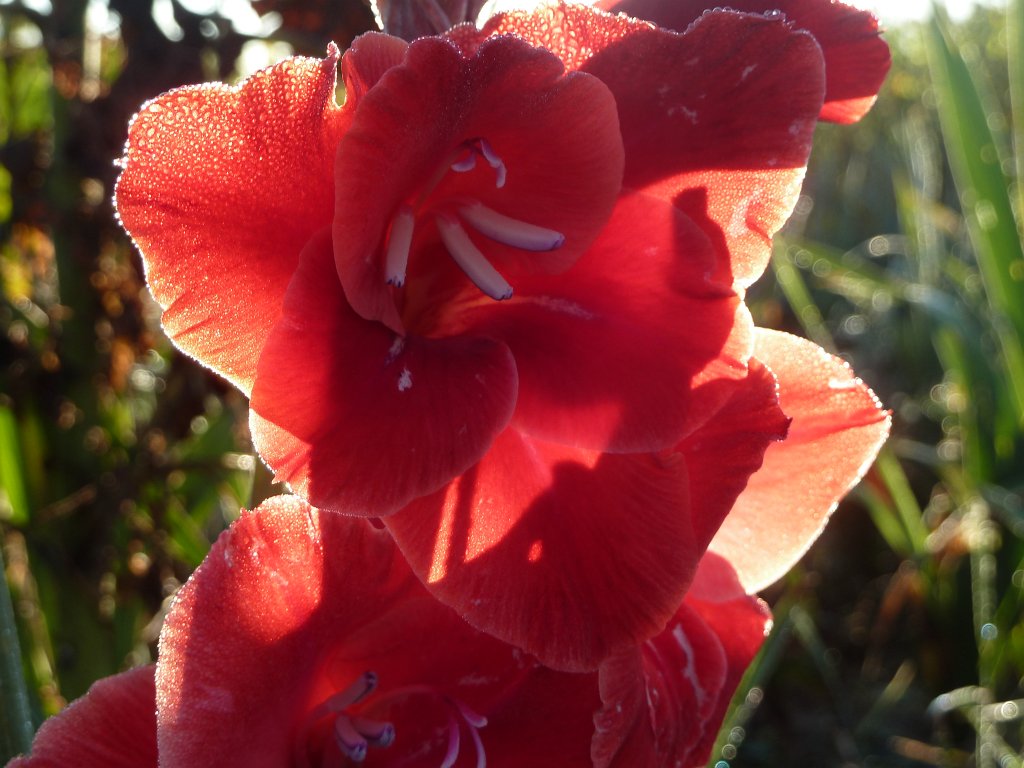 P1050058.JPG - Red flower in the sun