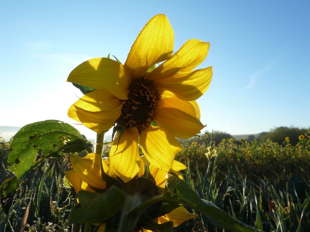 P1050062.JPG -  Sunflower 