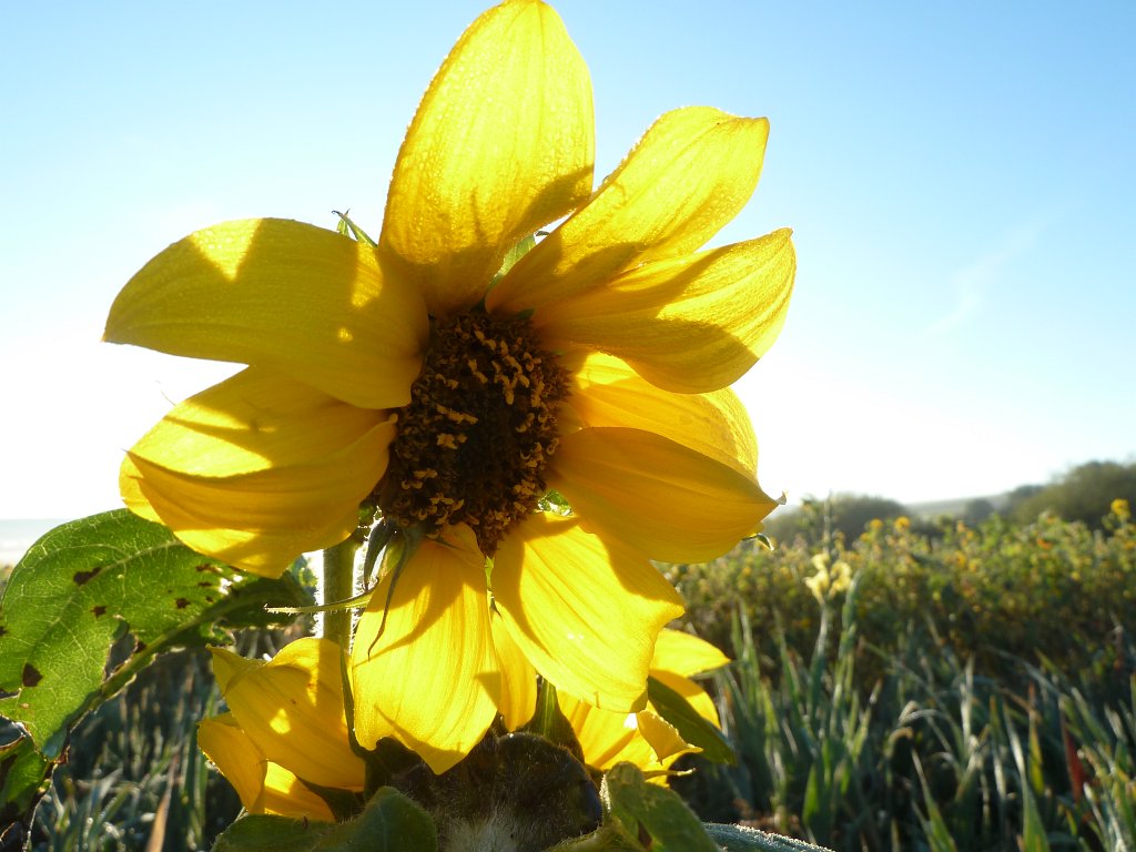 P1050063.JPG -  Sunflower 