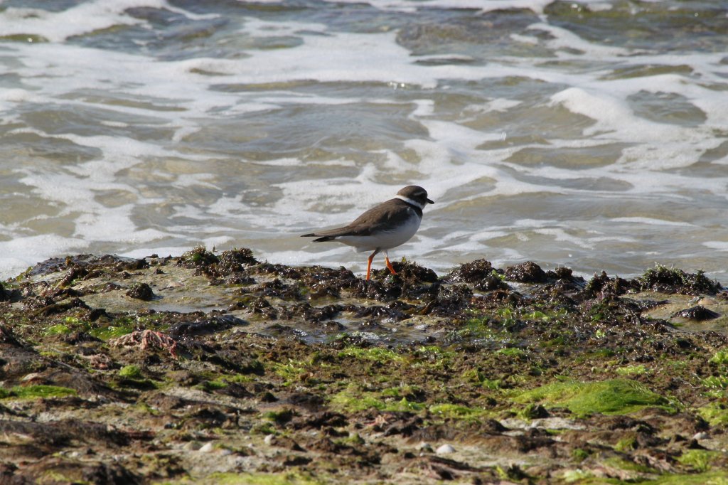 IMG_6457.JPG - Small bird searching at the shore